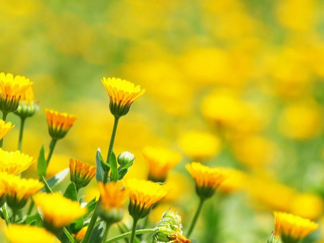 Yellow flowers green background bee free wallpaper - medium preview image