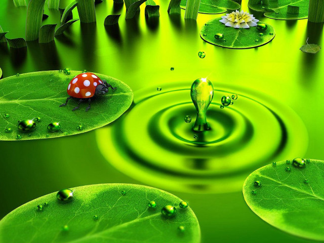 Green pond ladybug leafy lily #4 free wallpaper - medium preview image