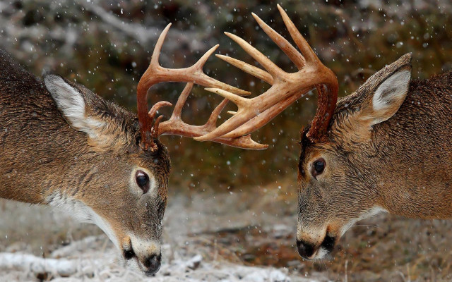 Two deers facing snow antlers free wallpaper - medium preview image