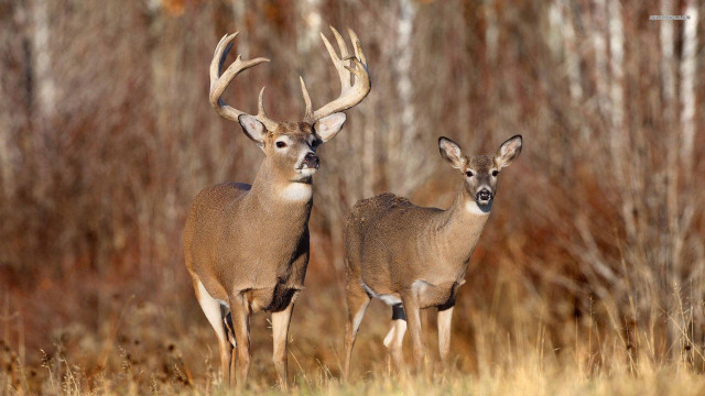 Two deer field grass trees free wallpaper - medium preview image