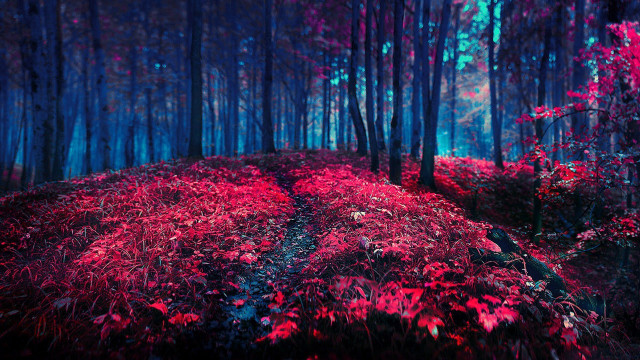 Red forest path trees background free wallpaper - medium preview image