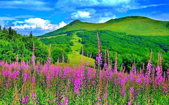 Field flowers trees mountain clouds free wallpaper - medium preview image
