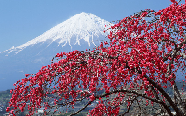 Tree red flowers mountain snow free wallpaper - medium preview image