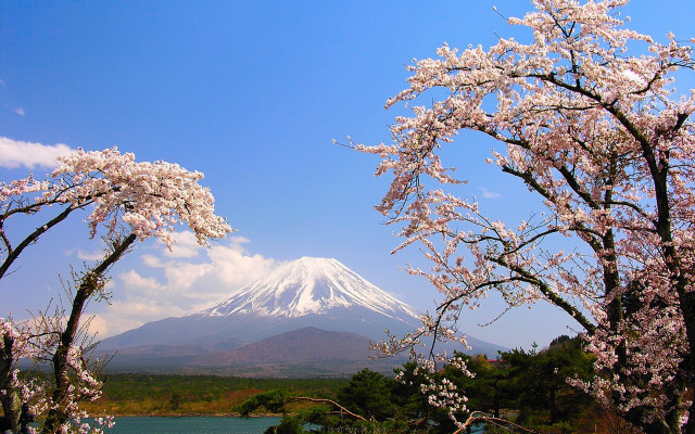 Mountain snow capped peak trees #6 free wallpaper - medium preview image