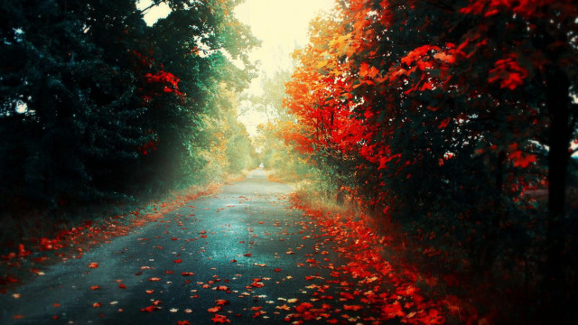 Autumn forest leaves foggy sky free wallpaper - medium preview image