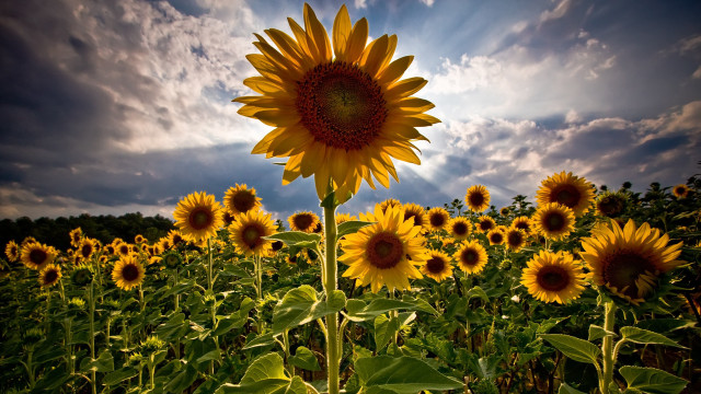 Sunflower field cloudy sky background free wallpaper - medium preview image