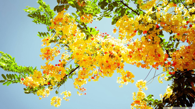 Tree yellow flowers green leaves #2 free wallpaper - medium preview image