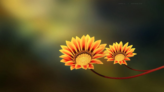 Yellow sunflower red flower macro free wallpaper - medium preview image