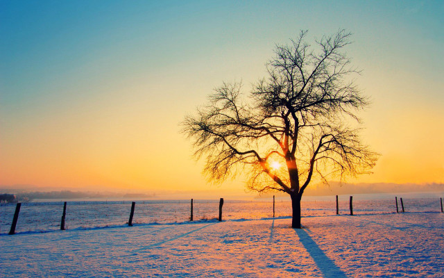 Tree snowy field sunset fence free wallpaper - medium preview image