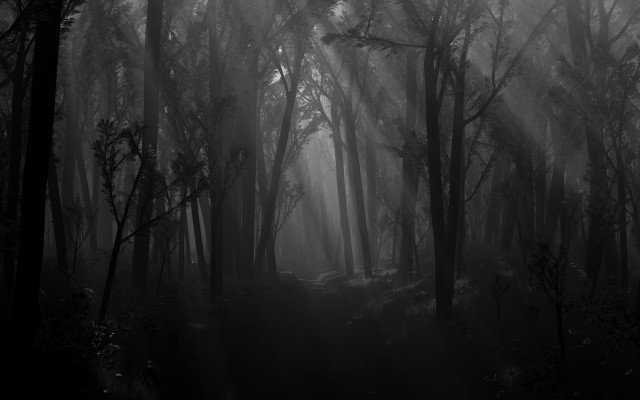 Dark forest fog light trees free wallpaper - medium preview image