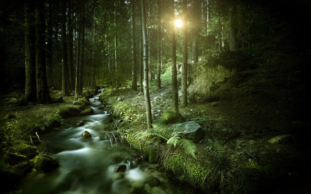 Stream forest light trees nature free wallpaper - medium preview image