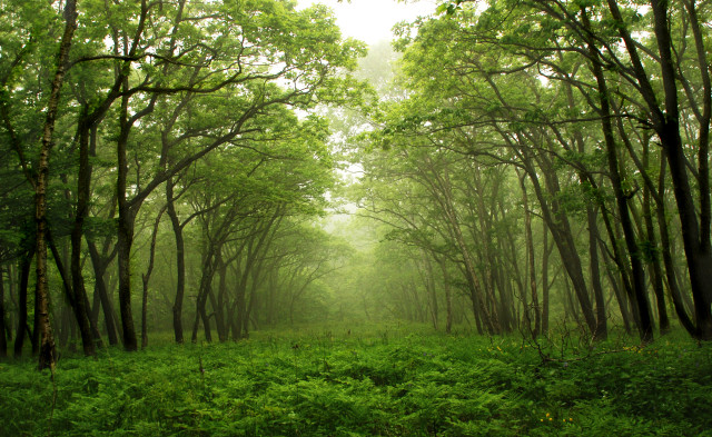 Forest green trees grass foggy free wallpaper - medium preview image
