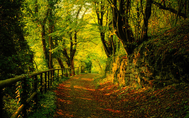 Autumn woods path trees leaves free wallpaper - medium preview image