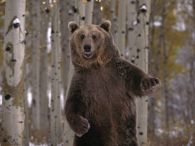Brown bear forest paws up free wallpaper - medium preview image