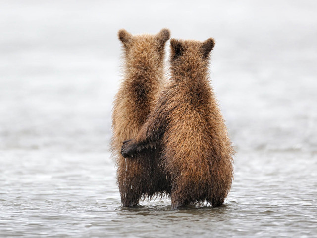 Bears standing water looking back free wallpaper - medium preview image