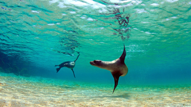 Seal swimming underwater nearby ocean free wallpaper - medium preview image