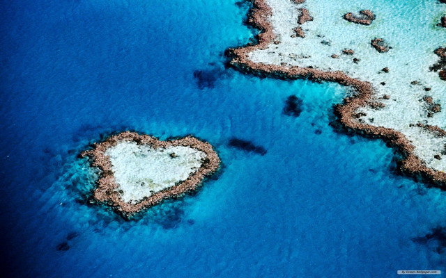 Heart shaped corals beach ocean free wallpaper - medium preview image