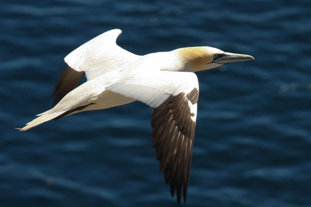 Bird flying water wings spread #3 free wallpaper - medium preview image