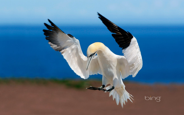 White bird flying over ocean free wallpaper - medium preview image