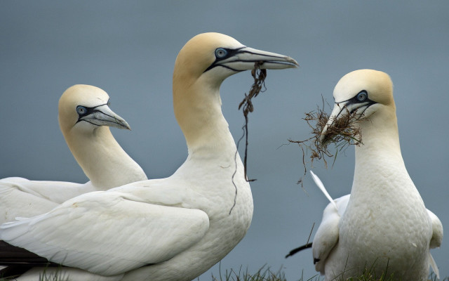 Three white birds long beaks free wallpaper - medium preview image