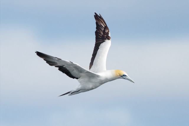Bird flying air wings spread free wallpaper - medium preview image