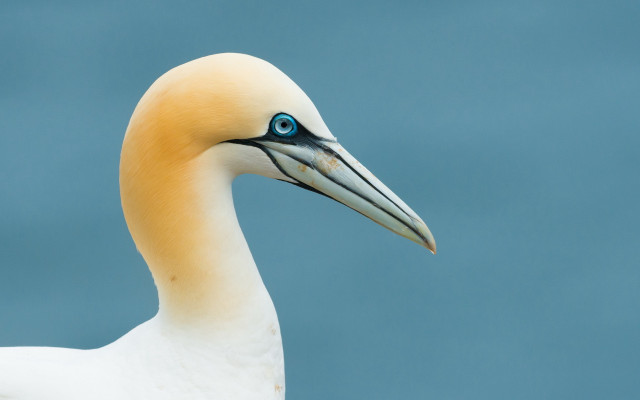 Bird blue eye long beak #2 free wallpaper - medium preview image