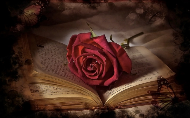 Rose book butterflies open butterfly free wallpaper - medium preview image
