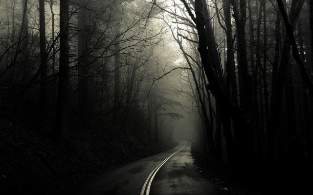 Forest road fog trees scenery free wallpaper - medium preview image