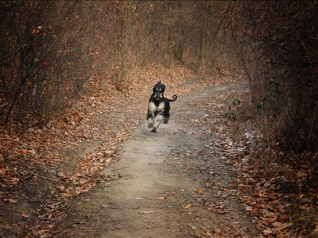 Dog running path woods leaves free wallpaper - medium preview image