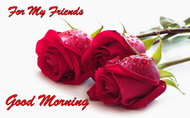 Red roses water droplets good free wallpaper - medium preview image