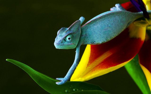 Blue chameleon flower green background free wallpaper - medium preview image