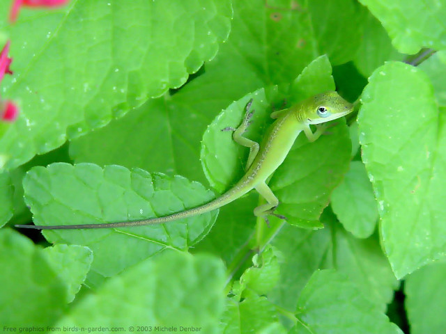 Lizard leafy plant water droplets free wallpaper - medium preview image