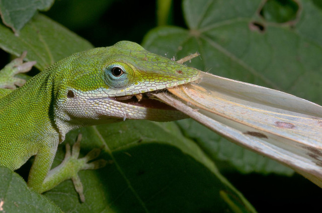 Green lizard eating leaf abstract free wallpaper - medium preview image