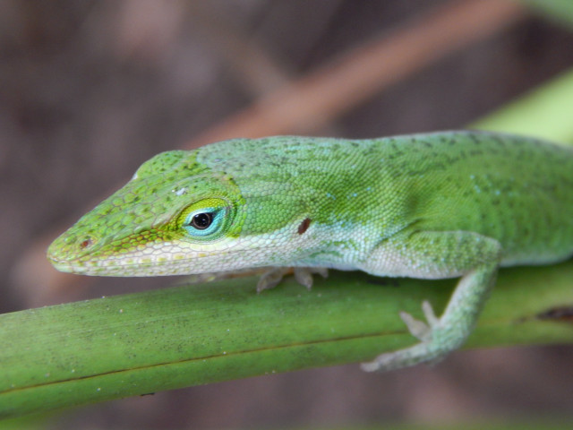 Green lizard plant stem blurry free wallpaper - medium preview image