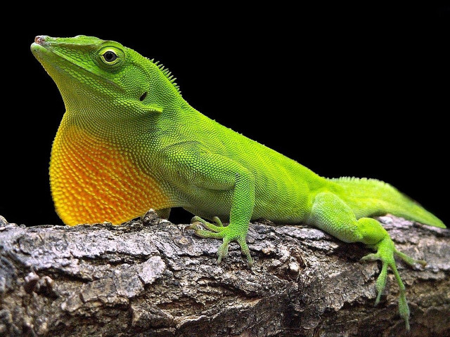 Green lizard tree branch digital free wallpaper - medium preview image