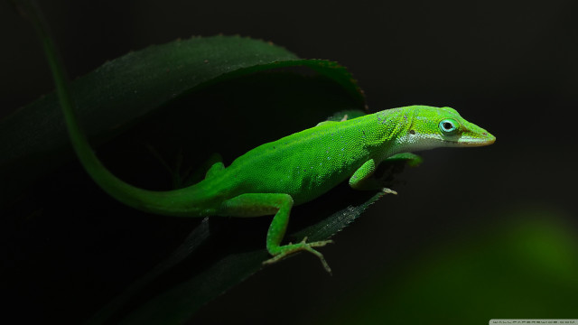 Green lizard blue eyes leaf free wallpaper - medium preview image