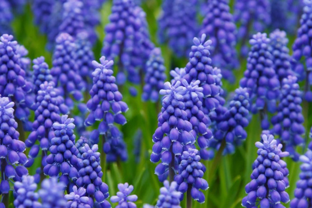 Purple flowers bokeh blue sky free wallpaper - medium preview image
