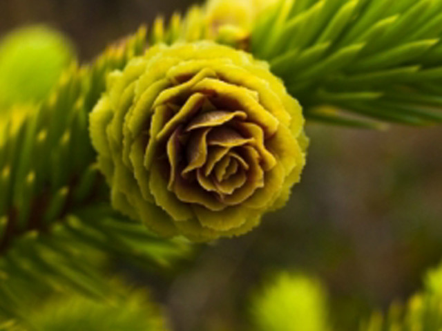 Pine tree green cone close free wallpaper - medium preview image