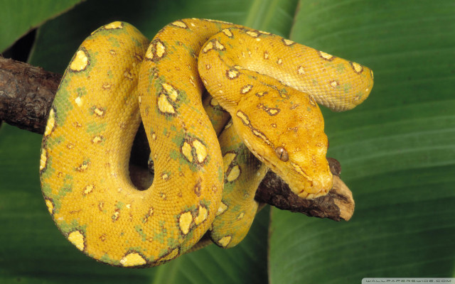 Yellow snake branch green leaves free wallpaper - medium preview image