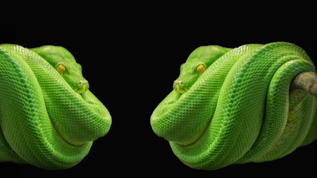 Green snake wrapped rope black free wallpaper - medium preview image