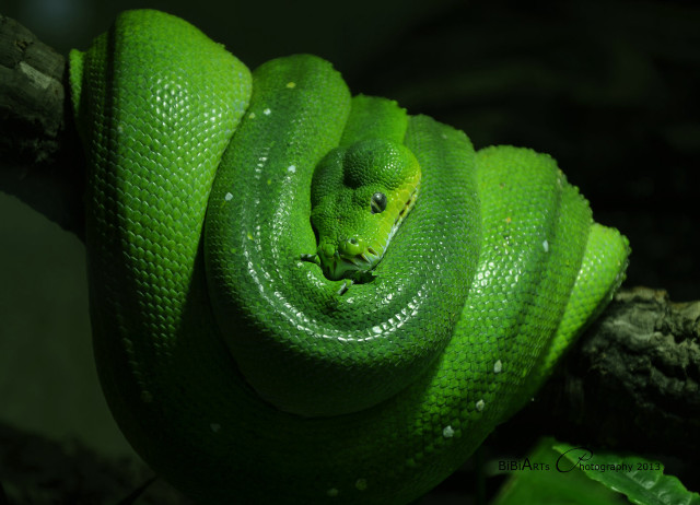 Green cobra snake macro waterdrops free wallpaper - medium preview image
