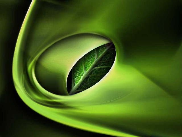 Green leaf green background macro free wallpaper - medium preview image