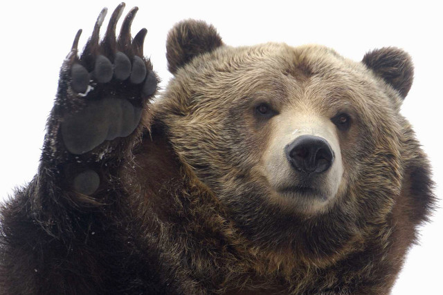 Brown bear paw raised air free wallpaper - medium preview image