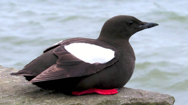 Bird rock water wings spread free wallpaper - medium preview image