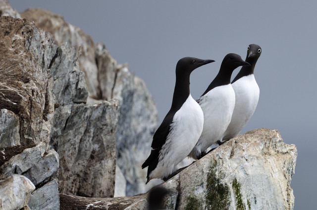 Three birds rock water cliff free wallpaper - medium preview image