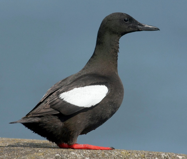 Black white bird red leg free wallpaper - medium preview image