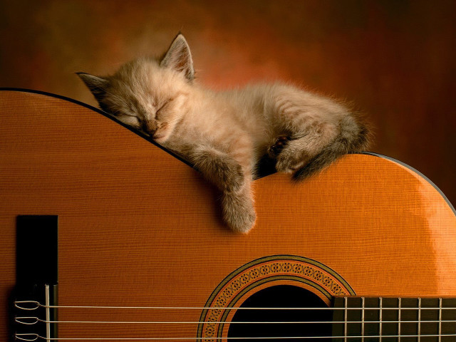 Kitten sleeping guitar strings head free wallpaper - medium preview image