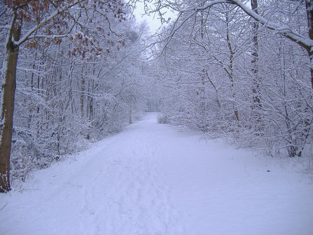 Snowy woodland skier nature night free wallpaper - medium preview image