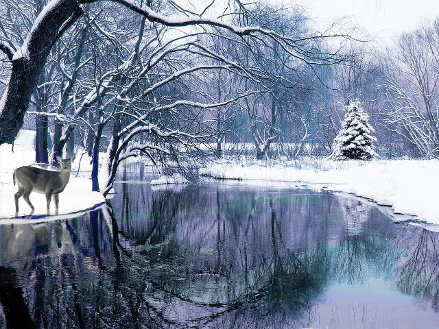 Deer snowy pond bare trees free wallpaper - medium preview image
