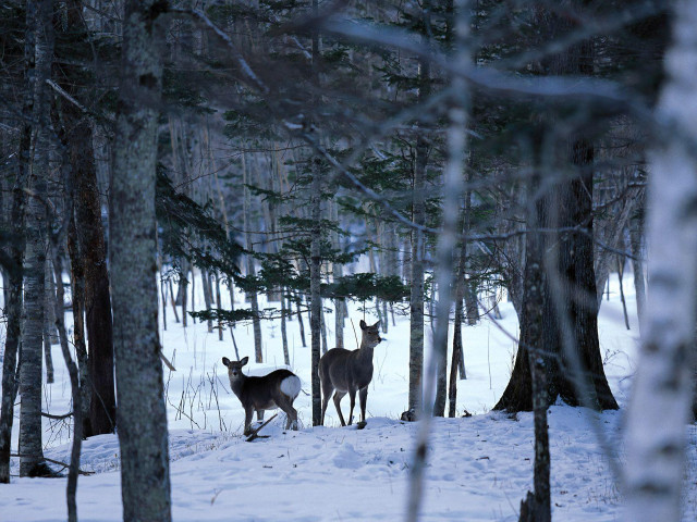 Two deer snow forest trees free wallpaper - medium preview image